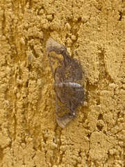 Proutoscia fenestraria