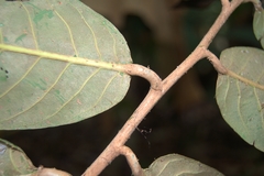 Licania corniculata