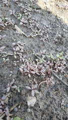 Ludwigia repens