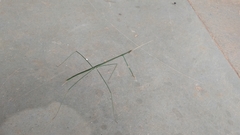 Schizocephala bicornis