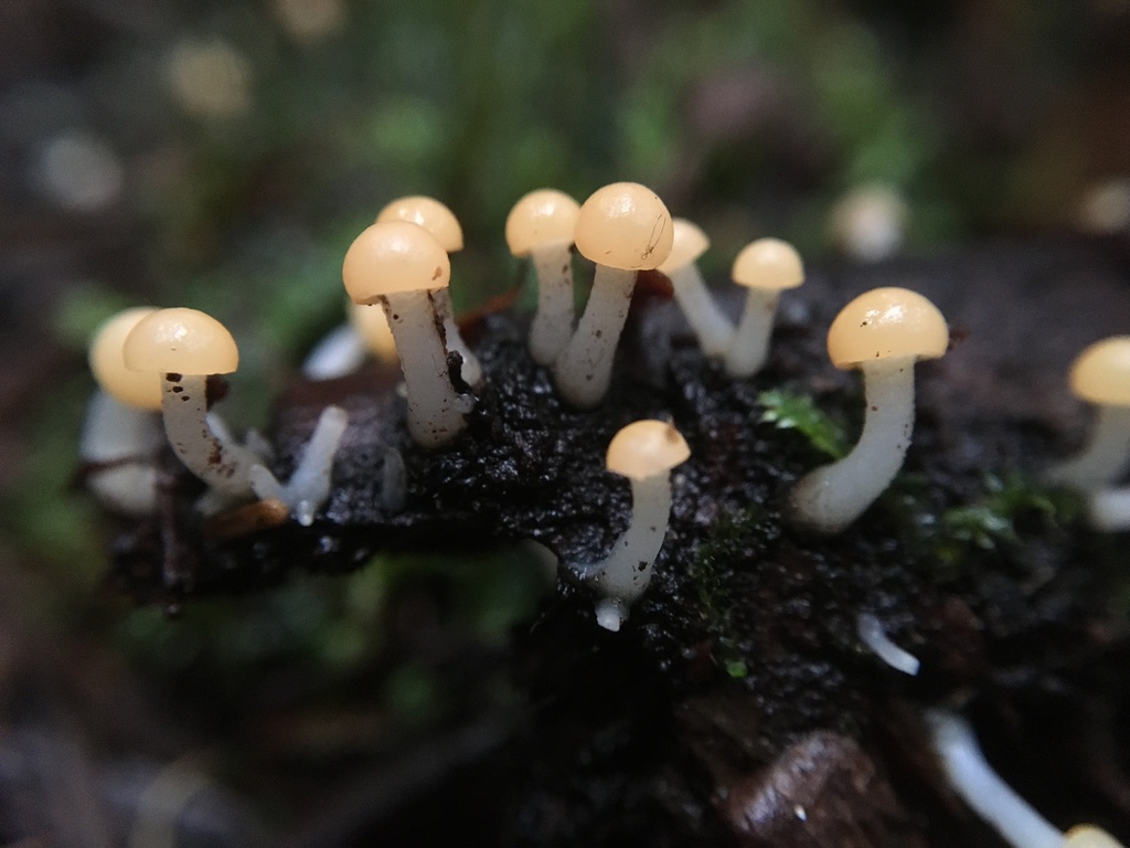 Vibrissea sp. 'truncorum-PNW01'