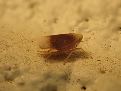 Polyamia apicata