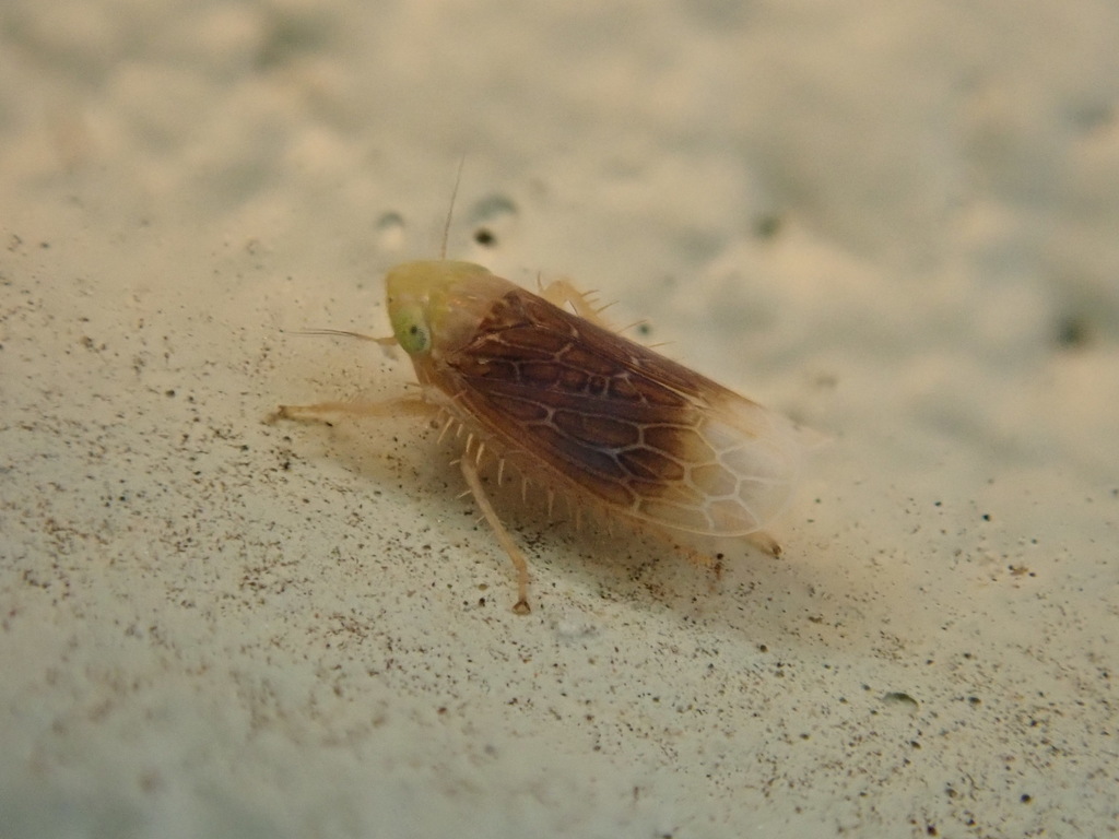 Polyamia apicata