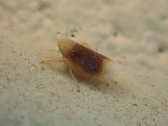 Polyamia apicata