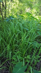 Carex hyalinolepis