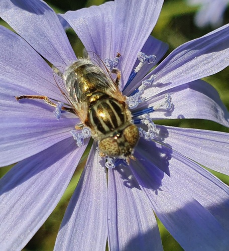 Common Lagoon Fly