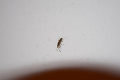 Neopamera albocincta