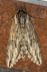 Sphinx canadensis