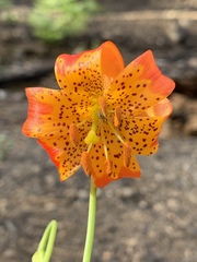 Lilium pardalinum shastense