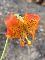 Lilium pardalinum shastense