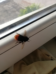 Bombus