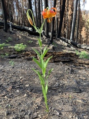 Lilium pardalinum shastense