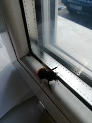 Bombus
