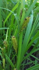 Carex hyalinolepis