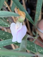 Lathyrus lanszwertii