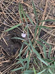 Lathyrus lanszwertii