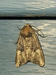 Euplexia benesimilis