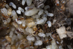 Pheidole californica