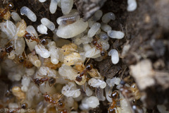 Pheidole californica