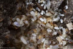 Pheidole californica