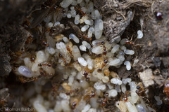 Pheidole californica