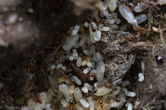 Pheidole californica