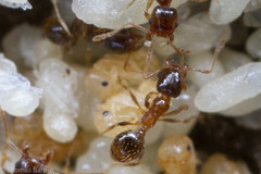 Pheidole californica