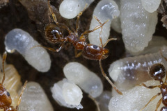 Pheidole californica