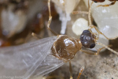 Pheidole californica