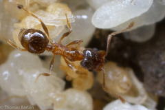 Pheidole californica
