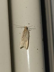 Helcystogramma hystricella