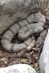 Crotalus lepidus