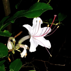 Rhododendron arborescens