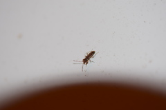 Neopamera albocincta