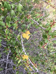 Ceanothus jepsonii albiflorus