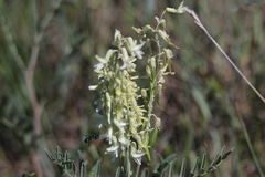 Astragalus racemosus