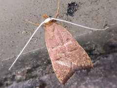 Lecitholaxa thiodora