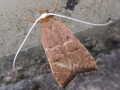 Lecitholaxa thiodora