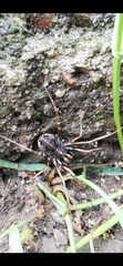Zachaeus crista
