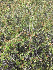 Ceanothus jepsonii albiflorus
