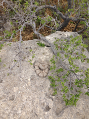 Crotalus lepidus
