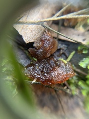 Phaeotremella fimbriata