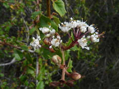 Ceanothus jepsonii albiflorus