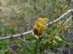 Ceanothus jepsonii albiflorus