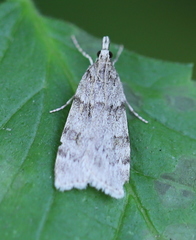 Scoparia subfusca