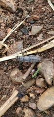 Modicogryllus