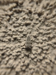 Coleotechnites invictella