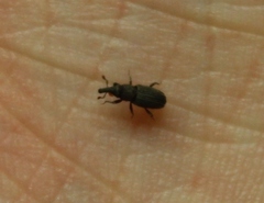 Dryophthorus americanus