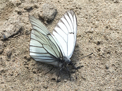 Aporia crataegi