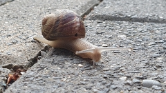 Cornu aspersum